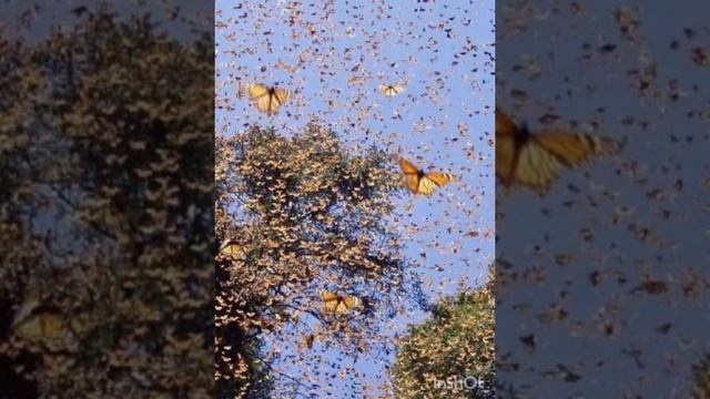 Дитина в природному довкіллі,екологія,малювання.