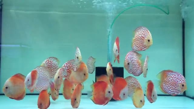 Discus Center Hamburg - Red Melon / Checkerborad Red Maps смотреть онлайн