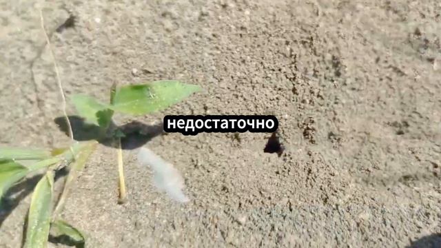 А вы знаете, что ваша РАССАДА не будет ТОЛСТОЙ смотреть онлайн