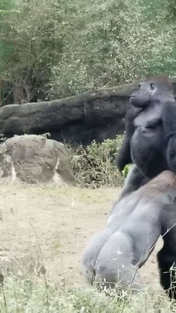 I'm walking here. #gorilla #ape #shorts смотреть онлайн