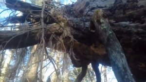 Смоляк в сучьях, сухой кедр