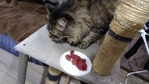 Филя и филе