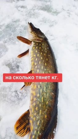 Карельское озеро с крупной щукой