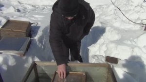 Первый облёт пчёл в улье Удав после зимовки в городе.