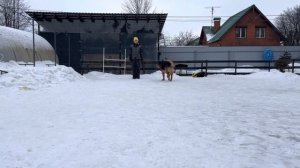 Дрессировка немецкой овчарки Альберта