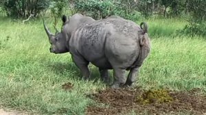 носорог срëт под хард рок