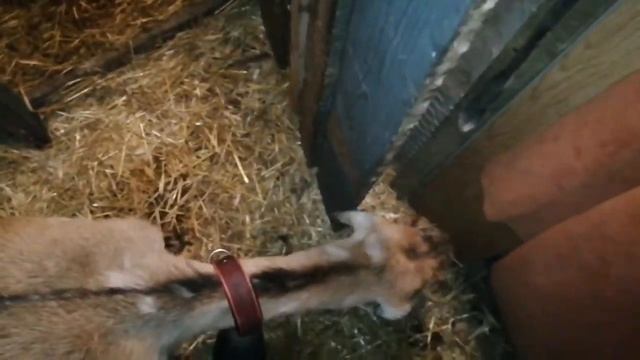 Козы/куры/кролики🐐🐰❤️ смотреть онлайн