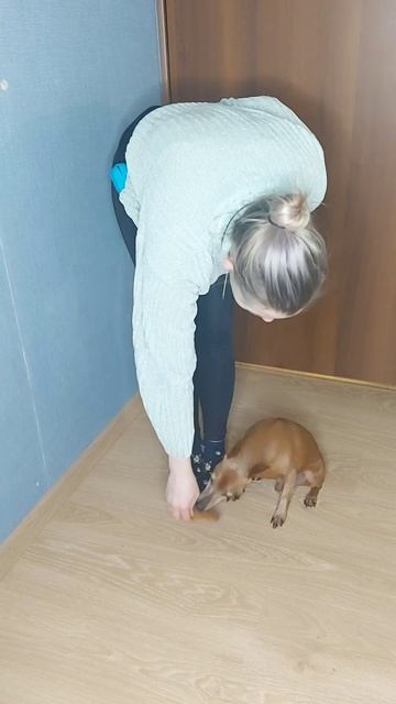 Обучение собак. Занюшка. #Shorts