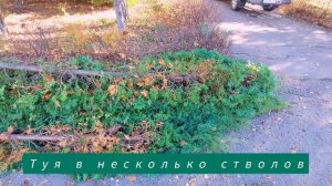 Укоротил 9 ти метровую тую и сделал 4 метра