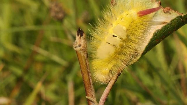 Lapkoku otiņmūķenes kāpurs (Calliteara pudibunda) смотреть онлайн
