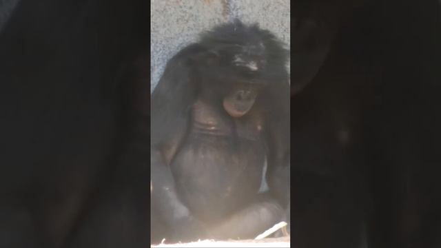 Bonobos sisters cute cuddles смотреть онлайн