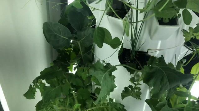 Tower Garden Home | mites & mold смотреть онлайн