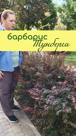Барбарис ТУНБЕРГА