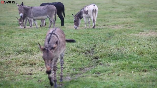 Britain's Second Ever 'ZONKEY' Born on Somerset Farm смотреть онлайн