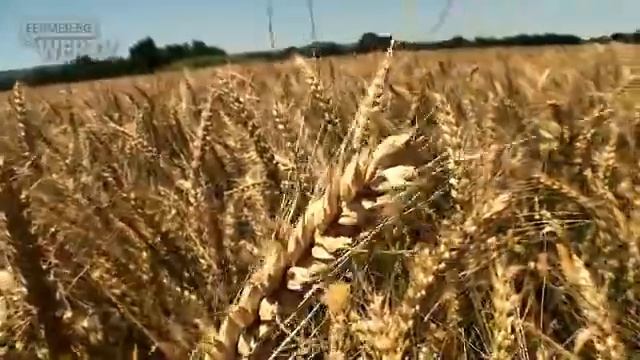 Доц. Костадин Костов, ДЗИ - зърненият баланс на страната е добър