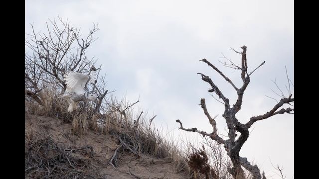 How to Find and Photograph Snowy Owls at the New England Coast #snowyowl смотреть онлайн