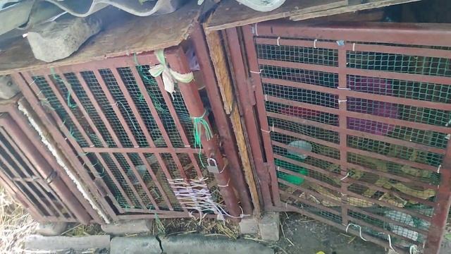 Приют.Макс и Эдик идут на операцию смотреть онлайн