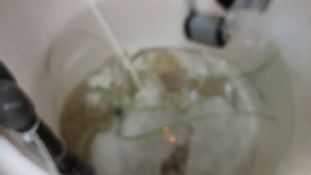 Sepia officinalis - www.PecesDelMediterraneo.com - www.MediterraneanFishes.com смотреть онлайн