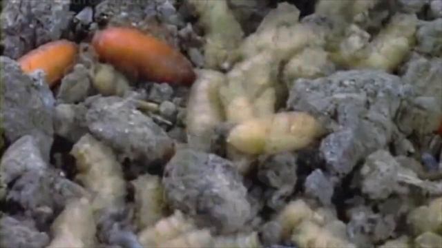 Fly Life Cycle смотреть онлайн