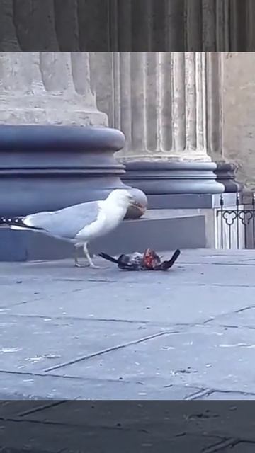 чайка и голубь смотреть онлайн