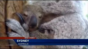 Australia zoo welcomes baby koala
