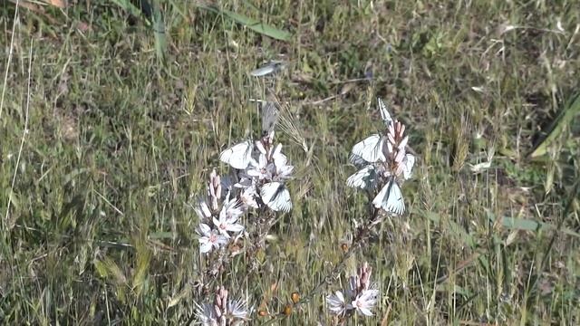 Aporia crataegi in the Madonie Moutains in Sicily смотреть онлайн