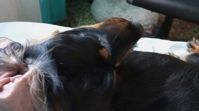 спаниелька и расчёска. #русскийспаниель #щеночек #спаниель. смотреть онлайн