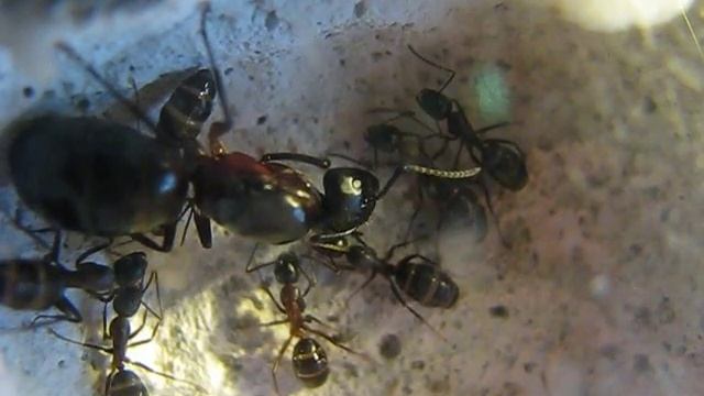Camponotus Ligniperda Queen with workers смотреть онлайн