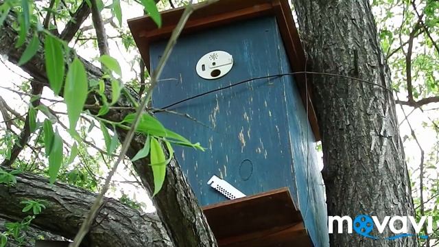 Первый рой этого года в экспериментальную ловушку. смотреть онлайн