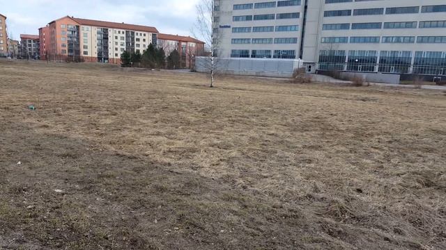 Заяц в городе!!! смотреть онлайн