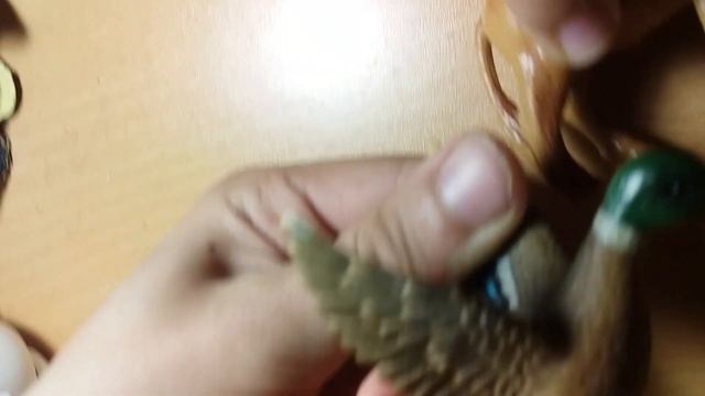 обзор моих игрушек зверей !?!!?!?/ смотреть онлайн