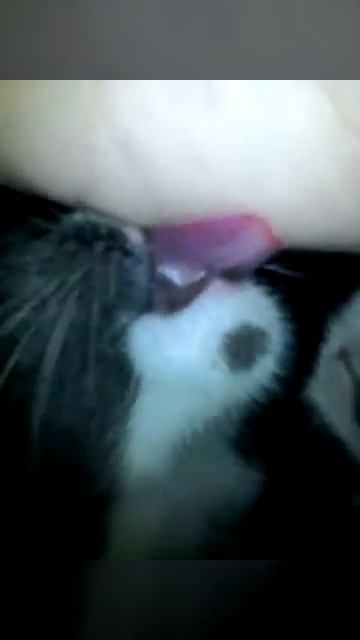 Я в шоке кот большой сосёт смотреть онлайн