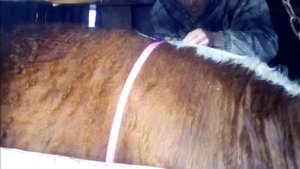 Герефорды в 12 и 13 месяцев