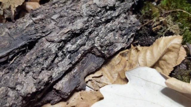 Glomeris sp. (European Pill Millipede) Care смотреть онлайн