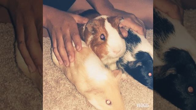 mis dos guina pigs y el de mi hermana смотреть онлайн
