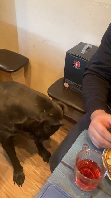 Доча встречает 🥰 #tttt #cane #canecorso #канекорсо #canecorsoitaliano #канекорсоитальяно #кане смотреть онлайн