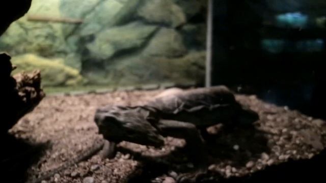 Vlog #3: Zoobic Safari (First Close Encounter with Tiger) смотреть онлайн