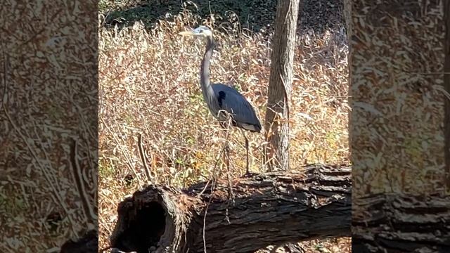 Сіра чапля смотреть онлайн