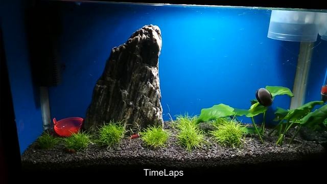 Ślimak Zebra смотреть онлайн