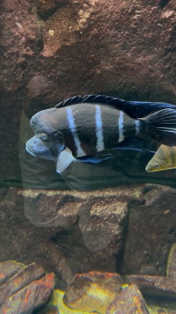 🐟 Big ZEBRA MBUNA Fish | Colors, Patterns, and Aquatic Wonders! 🌈 | #copenhagen #national #aquariu смотреть онлайн