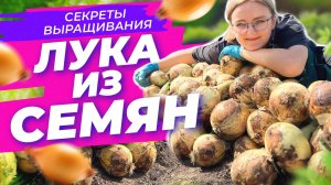 КАК ВЫРАСТИТЬ ЛУК ИЗ СЕМЯН? СЕКРЕТЫ ПОСЕВА