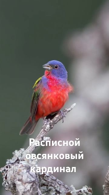 Расписной овсянковый кардинал