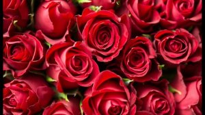 С Днём рождения, Подруга, ты просто мечта! С Днём рождения, Подруга, ты просто мечта!