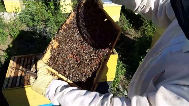 Ревизия семей на роение. Ищем маточники. смотреть онлайн