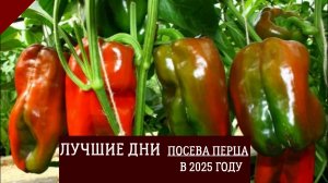 ЛУЧШИЕ ДНИ ДЛЯ ПОСЕВА ПЕРЦА В 2025 ГОДУ