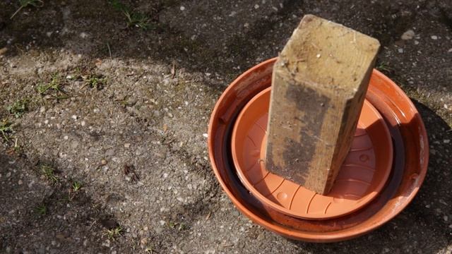 Stop aphids without poison (3 Tips against aphids on Bonsai) смотреть онлайн