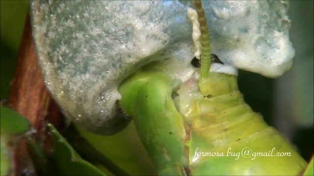 Spawning eggs of mantis 寬腹螳螂產卵 смотреть онлайн