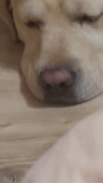 Доброй ночи🐶😴Сладких снов🌟🌟🌟 смотреть онлайн