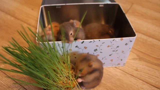 Маленькие хомячьи радости. смотреть онлайн