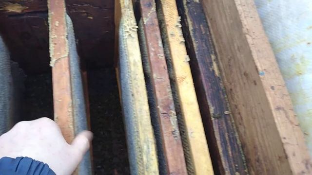 11.01.2021г. Осыпались пчелы смотреть онлайн